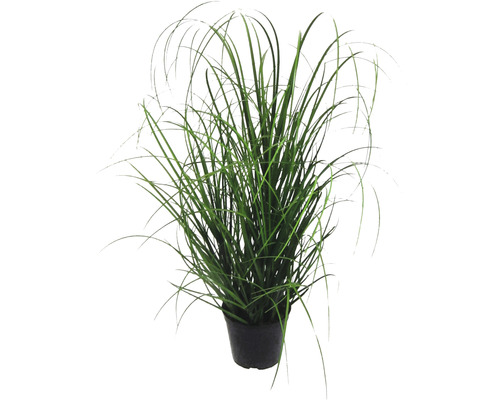 Kunstpflanze Grasbusch Höhe: 60 cm grün