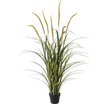 Kunstpflanze Miscanthus Höhe: 135 cm grün