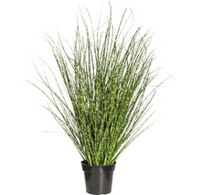 Zimmerpflanze mit dekorativem Gras im Topf