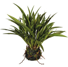 Zimmerpflanze mit langen Blättern in einem Moosballen