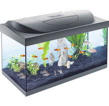 Aquarium mit Fischen, Pflanzen und Dekoration