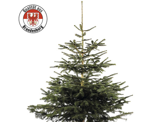 Nordmanntanne Brandenburg H 150-200 cm, geschlagener Weihnachtsbaum aus nachhaltigen und regionalen Anbau