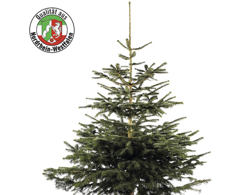 Nordmanntanne Nordrhein-Westfalen H 150-200 cm, frisch geschlagener Weihnachtsbaum Nordmanntanne mit Herkunftssiegel Qualität aus Nordrhein-Westfalen
