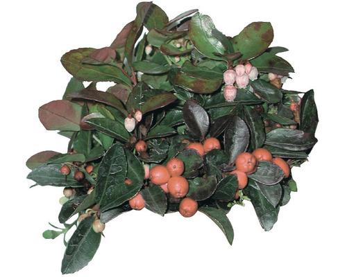 Immergrüne Scheinbeere mit Blättern und Beeren