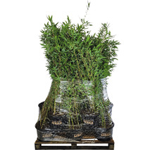 15 x Winterschöner Gartenbambus FloraSelf Fargesia hybride 'Winter Joy' H 80-100 cm Co 10 L für ca. 10 Lfm Hecke