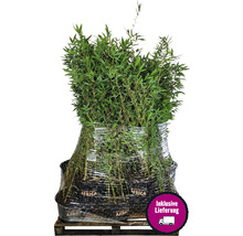 15 x Winterschöner Gartenbambus FloraSelf Fargesia hybride 'Winter Joy' H 80-100 cm Co 10 L für ca. 10 Lfm Hecke