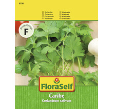 FloraSelf Caribe Koriander Samenpackung