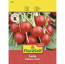 FloraSelf Lucia Radieschen Samen