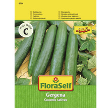 Gurke 'Gergana' FloraSelf samenfestes Saatgut Gemüsesamen-thumb-0