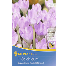 Blumenzwiebel Kiepenkerl Colchicum 1 Stk. Herbstblühend