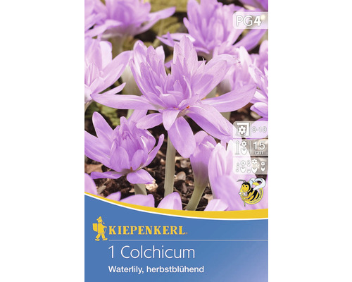Blumenzwiebel Kiepenkerl Colchicum 'Waterlily' 1 Stk. Herbstblühend