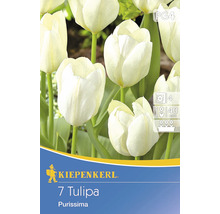 Kiepenkerl 7 Tulipa Purissima Blumenzwiebeln