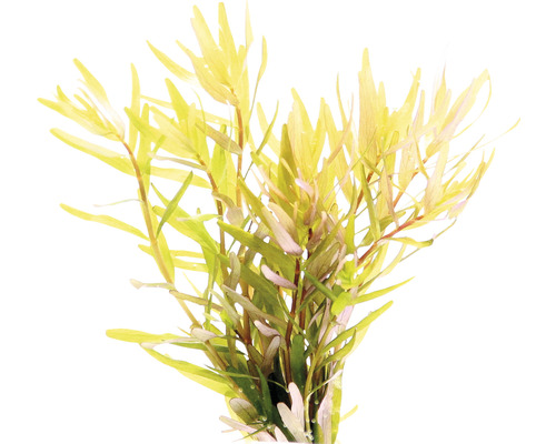 Wasserpflanze mit lanzettlichen Blättern für Aquarien