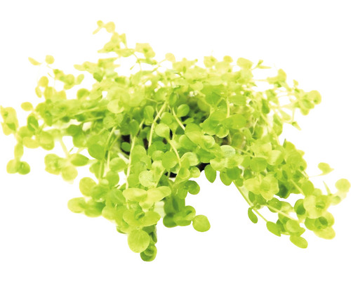 Topf mit Kriechendem Schönpolster