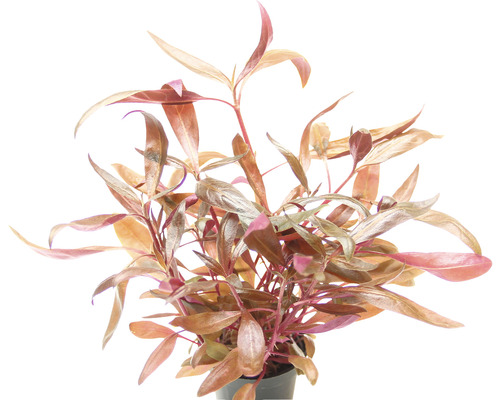 Aquarium Pflanze mit länglichen Blättern