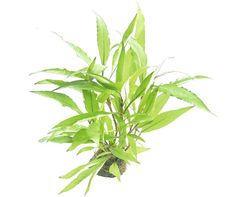 Wasserpest als Aquariumpflanze