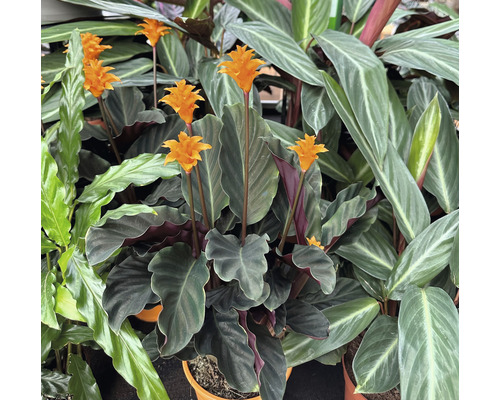 Calathea crocata Zimmerpflanze mit Blüten
