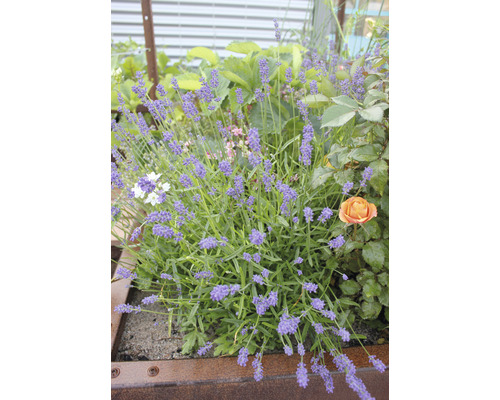 Lavendel in einem Hochbeet mit anderen Pflanzen