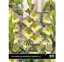 Verpackung mit 10 Gladiolenzwiebeln Moonlight Shadow