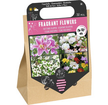 Blumenzwiebel- & Rhizom-Mischung 'Duftende Blumen' mit Lilie, Begonie, Sterngladiole & Gartenfreesie 30 Stk.