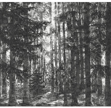 Schwarz-Weiß-Fotografie eines Waldes mit Bäumen