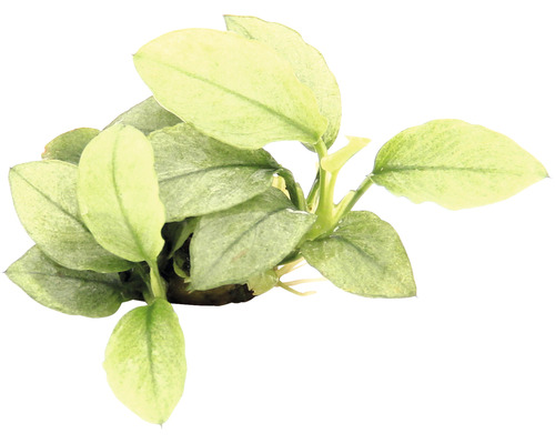 Zwergspeerblatt Speerblatt - Anubias barteri var. nana 'Jade' Aquarienpflanze mit hellen Blättern