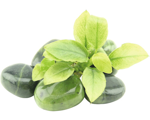 Grüne Zierpflanze auf Dekosteinen