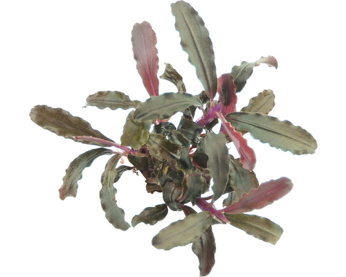 Bucephalandra Art - Bucephalandra sp. 'Red Scorpio'
