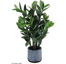 Zamioculcas Pflanze im Topf