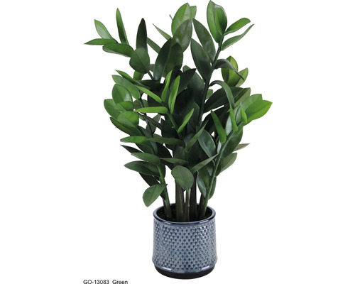 Zamioculcas Pflanze im Topf