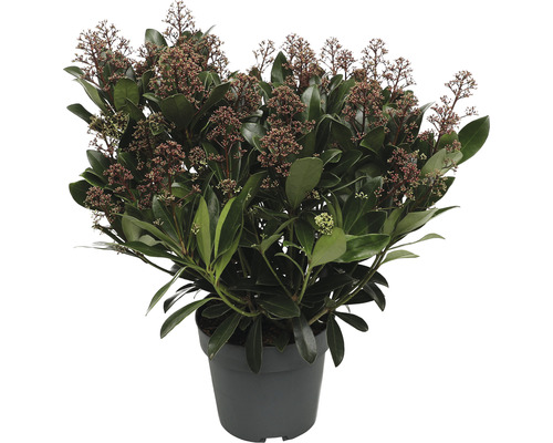 Japanische Blütenskimmie FloraSelf Skimmia japonica 'Rubella' 50+ Dolden H 20-30 cm Co 3 L buschig Skimmie im Topf mit Blättern und Blüten