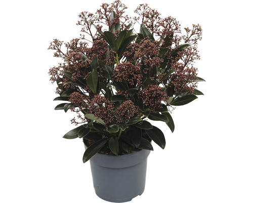 Japanische Blütenskimmie FloraSelf Skimmia japonica 'Rubella' 20+ Dolden H 15-20 cm Co 1,5 L