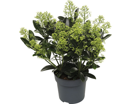 Japanische Blütenskimmie FloraSelf Skimmia japonica 'Finchy' H 15-20 cm Co 1,5 L Skimmie im Topf mit grünen Blättern und Blüten
