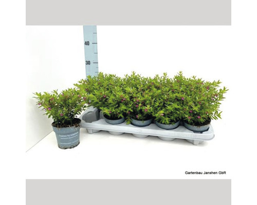 Mehrere Cuphea Pflanzen in Töpfen auf einem Träger