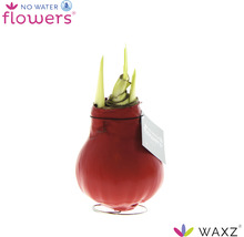 Amarillis Zwiebel in rotem Wachsmantel auf Metallfuß