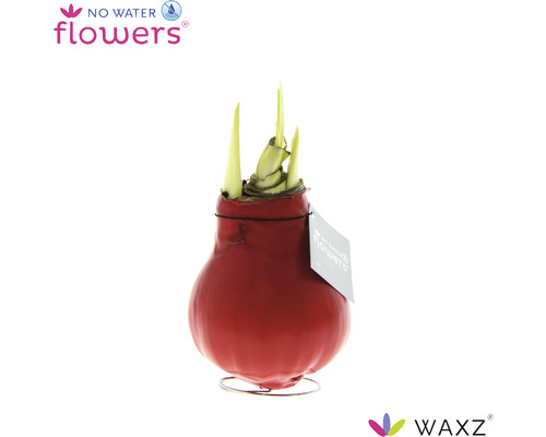 Amarillis Zwiebel in rotem Wachsmantel auf Metallfuß