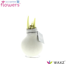 No Water Flowers Amaryllis in einer Vase