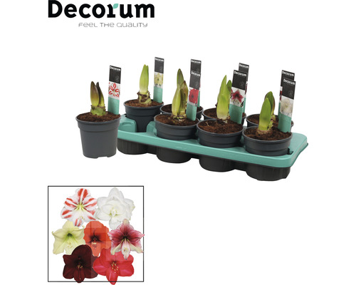Amaryllis, Ritterstern Exclusive MIX FloraSelf Hippeastrum Ø 13 cm Topf 2 Blüten Amaryllis Zwiebeln in Töpfen auf einer Palette