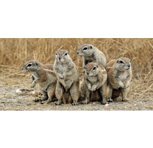Eine Gruppe Erdhörnchen steht aufrecht im Gras.