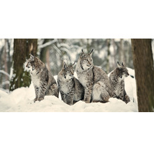 Vier Luchse sitzen im Schnee