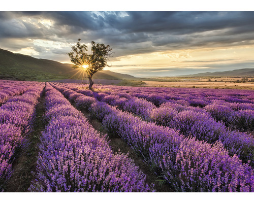 Lavendelfeld mit Baum bei Sonnenuntergang