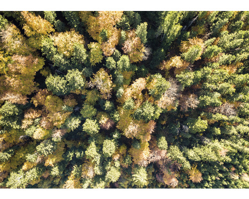Luftaufnahme eines Waldes mit Laubbäumen und Nadelbäumen im Herbst