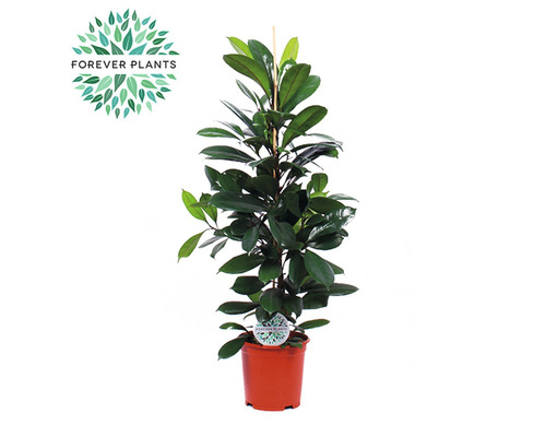 Afrikanische Feigenbaum FloraSelf Ficus cyathistipula H ca. 105 cm Ø 21 cm Topf Gummibaum im Topf mit Rankhilfe