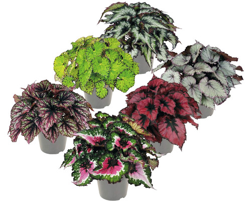 Blattbegonie Mix FloraSelf Begonia H ca. 30 cm Ø 13 cm Topf zufällige Sortenauswahl Verschiedene Begonienpflanzen in Töpfen