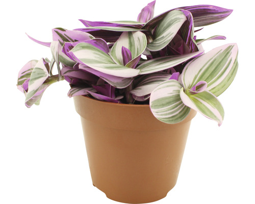 Dreimasterblume FloraSelf Tradescantia zebrina 'Nanouk' H ca. 20 cm Ø 12 cm Topf Zebra-Ampelkraut in einem Topf