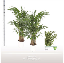 Fischschwanzpalme FloraSelf Caryota mitis H ca. 160 cm Ø 24 cm Topf