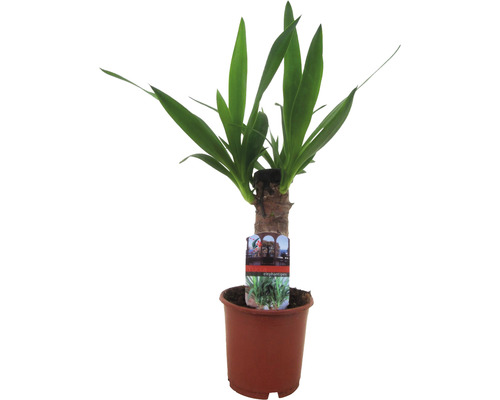 Riesen-Palmlilie, Yuccapalme FloraSelf Yucca elephantipes H ca. 40 cm Ø 12 cm Topf Yucca Zimmerpflanze im Topf