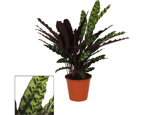 Lanzenblättrige Korbmarante FloraSelf Calathea insignis H ca. 85 cm Ø 17 cm Topf Gebetspflanze im Topf