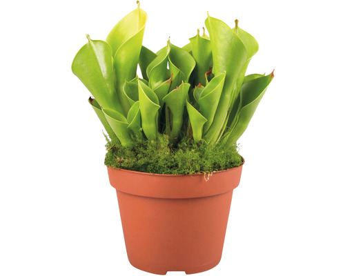 Karnivore Sarracenia in Pflanztopf