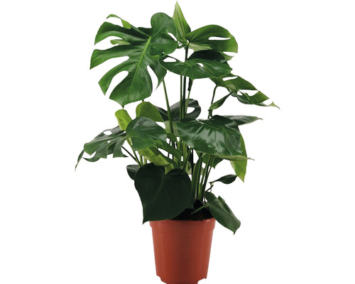 Fensterblatt FloraSelf Monstera deliciosa H ca. 70 cm Ø 21 cm Topf